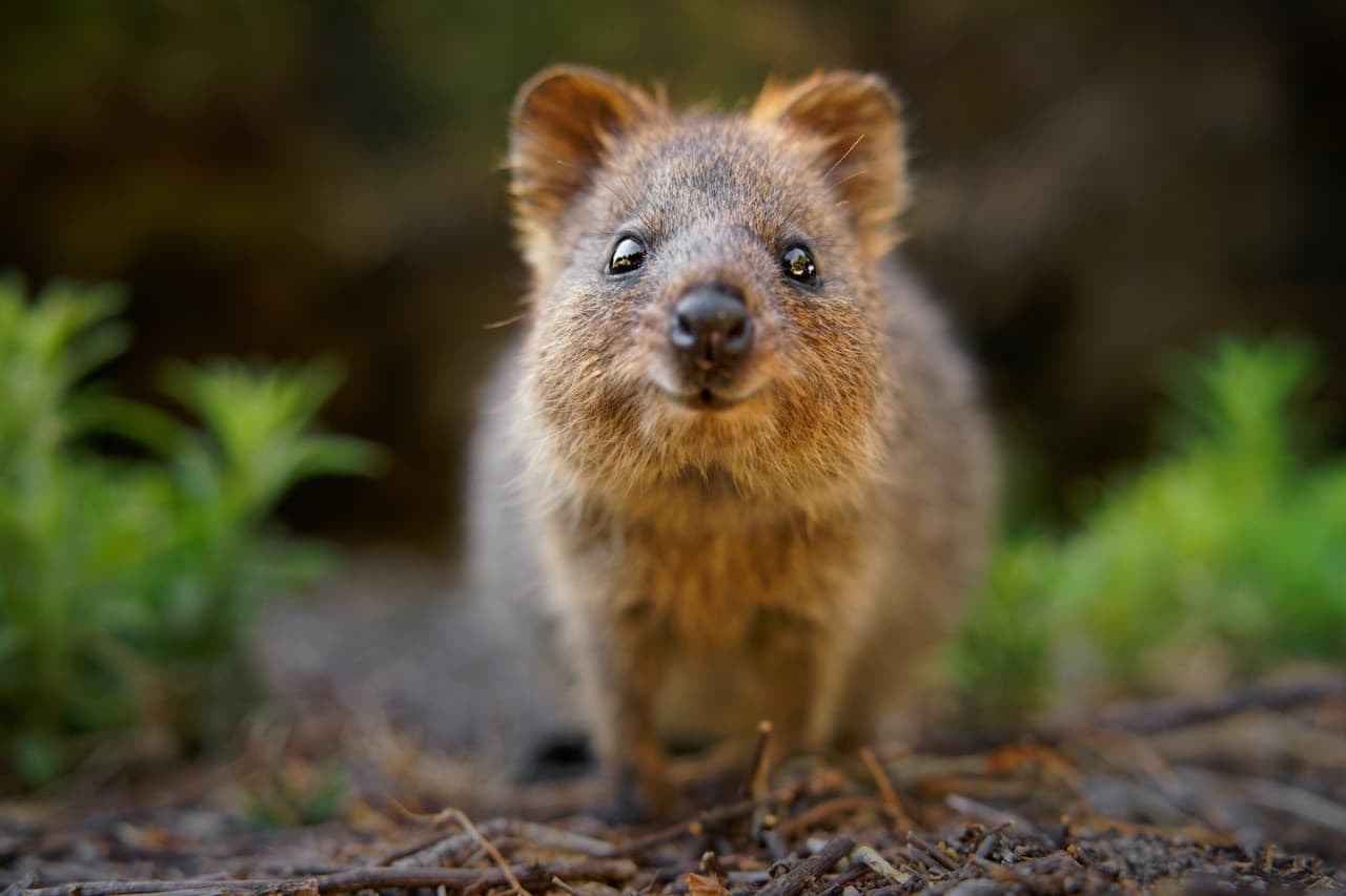 Билет в Currumbin Wildlife Sanctuary на Голд-Косте, фото 6